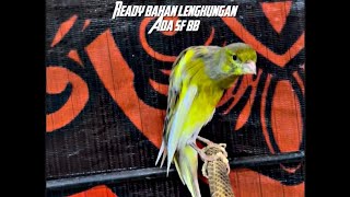 Download Lagu SF BB YS YSL READY ‼️#kenari #galerikenariindonesia  MP3