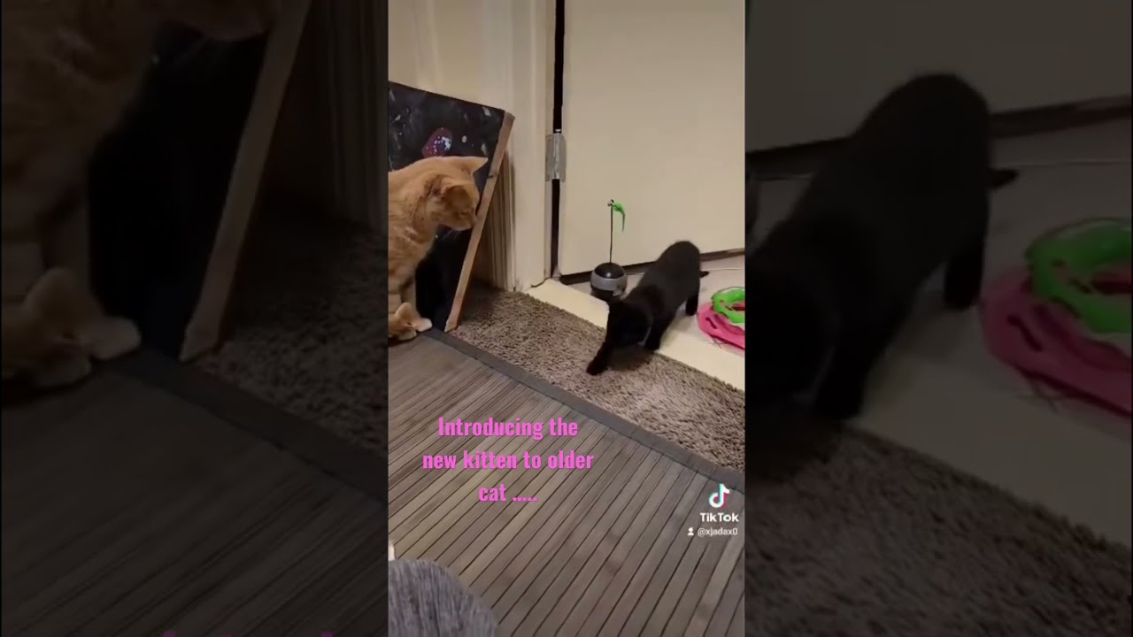Introducing New Kitten To Older Cat