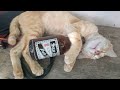 Just for Laugh(Cat Funny Video)Try not to Laugh