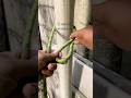 Simpul yang dapat dilepas dengan mudah, cepat, dan efektif. #gtknot #shortvideo #knot
