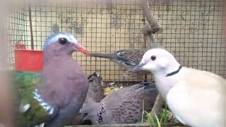 Download Lagu 02.Burung Tekukur, Punai Tanah di Aviarymini #burung #tekukur #punai #puter koleksi @PutoeSoemi MP3