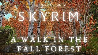 A Walk In The Fall Forest - Walking Across All of Skyrim p.11 | Skyrim 4K Music & Ambience