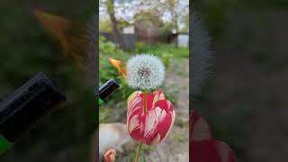 The dandelion, a common weed, is actually a master of survival, producing up to 2,000 seed #Shorts