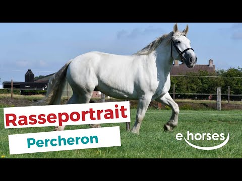 Video: Können Percherons Dressur machen?