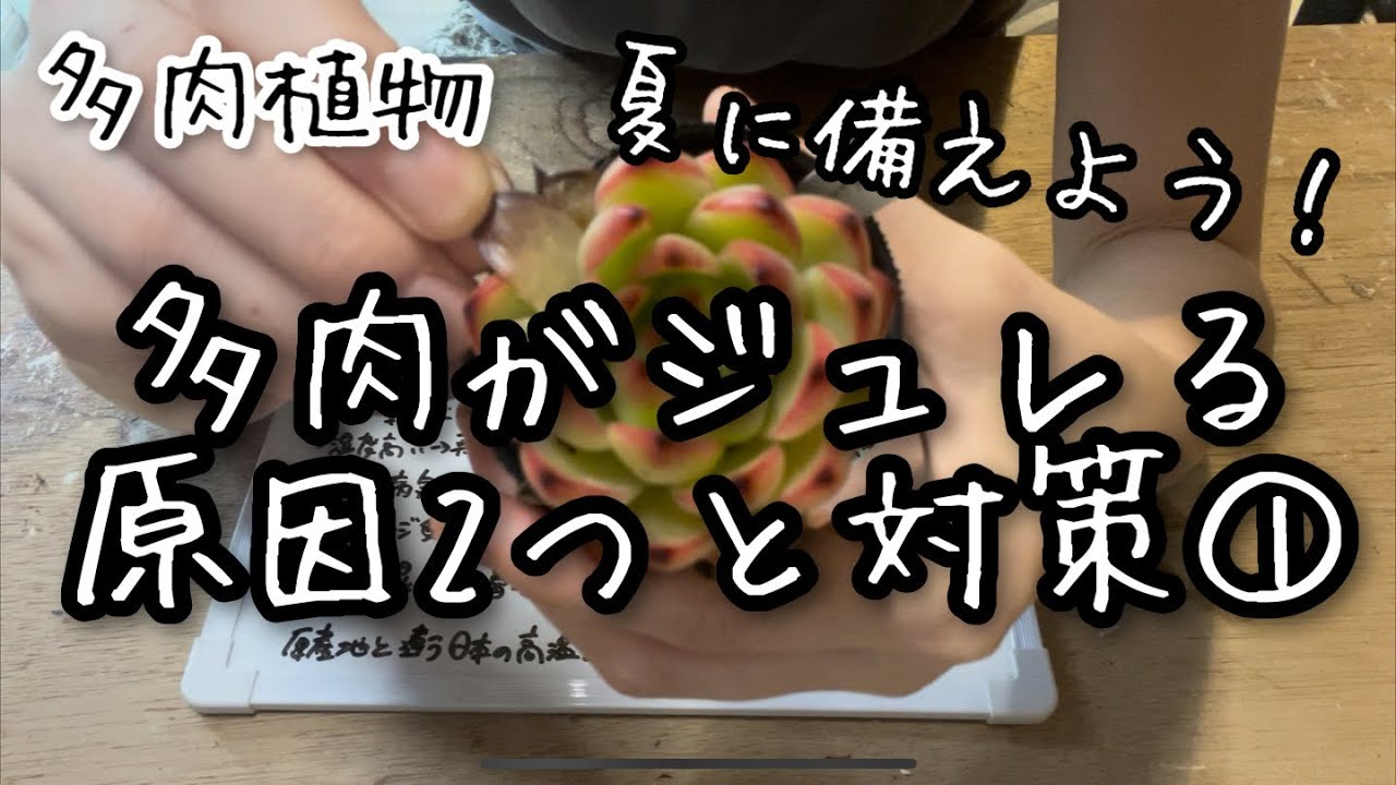 【多肉植物】梅雨〜夏ジュレる蒸れる原因と対策