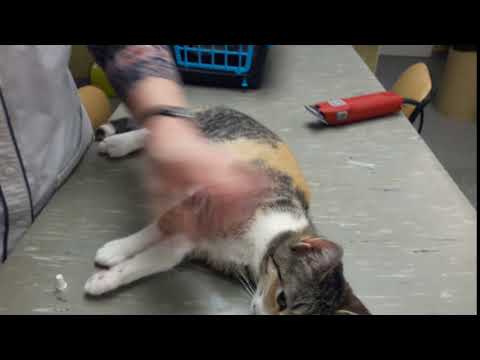 Video: Leverontsteking (etterig) Bij Katten