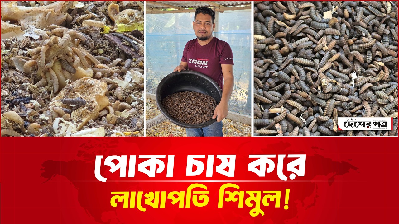 পোকা চাষ করে লাখোপতি সাহসী তরুণ শিমুল! | দেশেরপত্র | Desherpotro