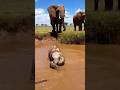 Elephant Calf vs Python… Tiny Giant Fights Free! 🐘🐍아기 코끼리 vs 비단뱀… 작은 거인이 탈출! 🐘🐍子ゾウ 対 ニシキヘビ！🐘🐍 脱出!!!