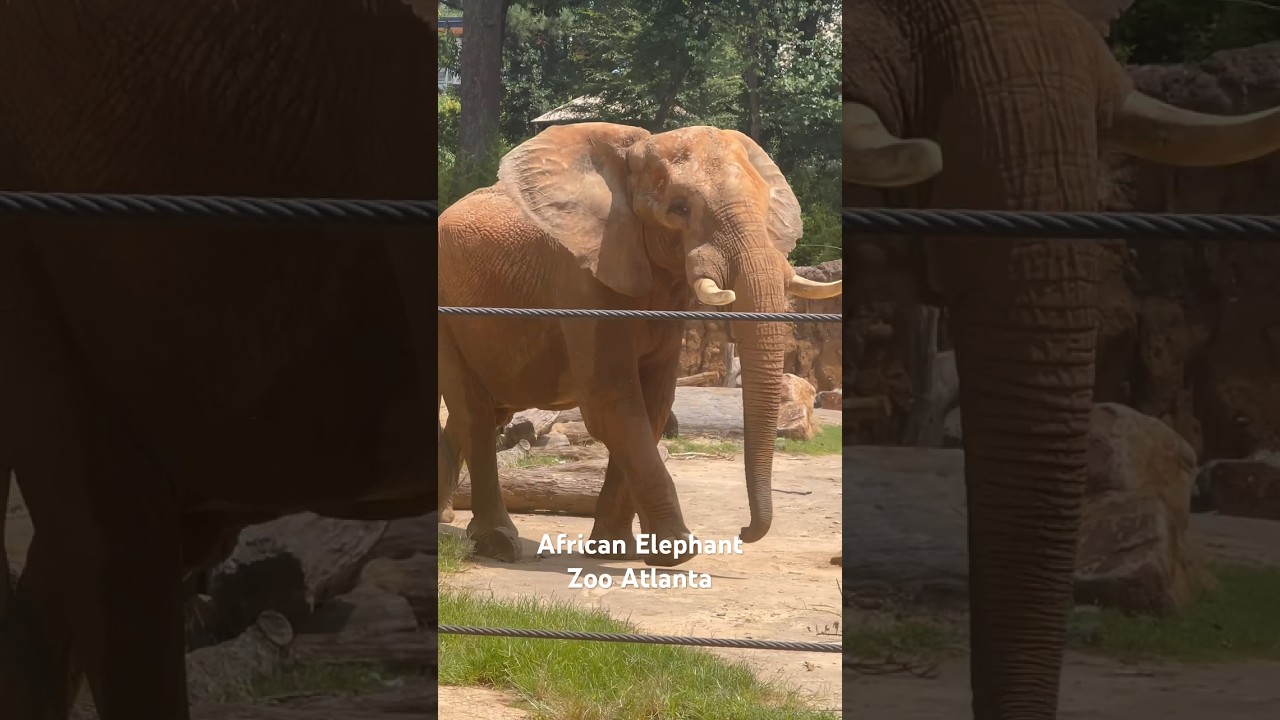 African Elephant - Zoo Atlanta 