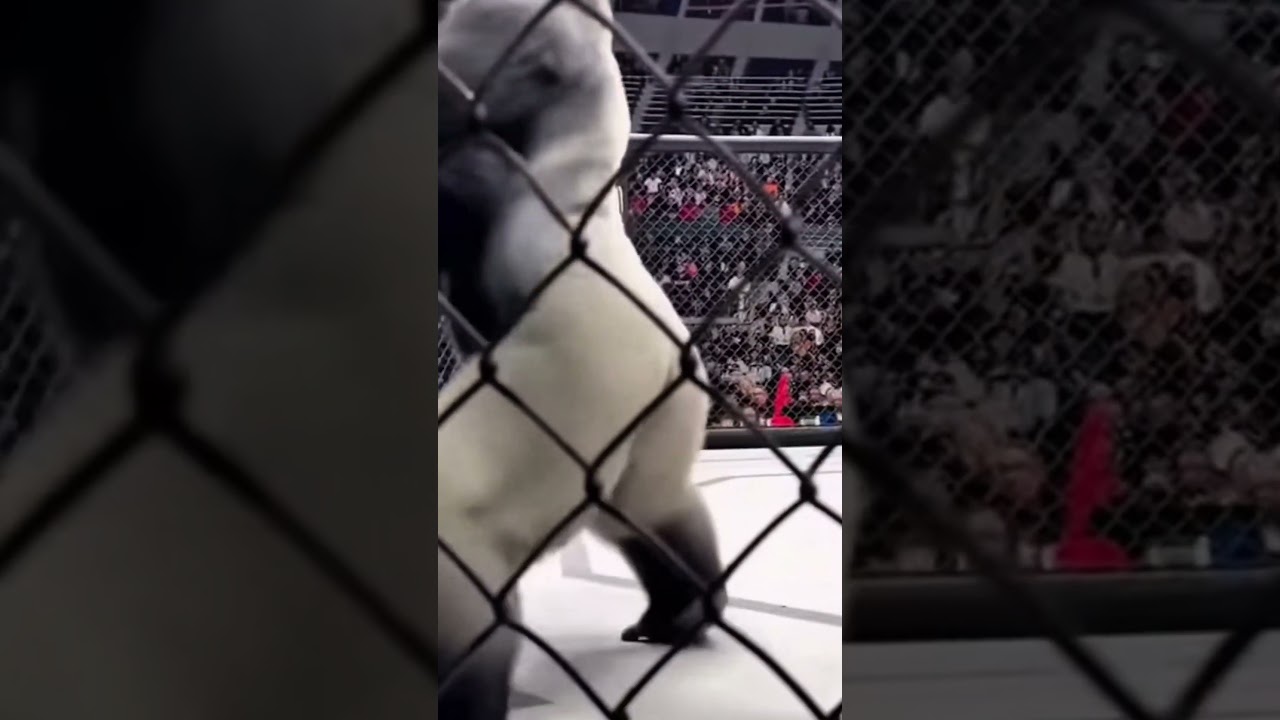 AI Silverback Gorilla Wrestling Simulation – Realistic Strength Test (WLD Motion Study)