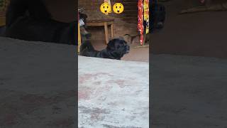 dogs video Pitbull and mixer dog breed Rottweiler #pitbull #dogs #pitbulldog #dogbreed