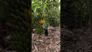 Cara mengangkut hasil panen pisang Cara mengangkut hasil panen pisang