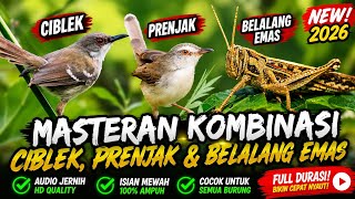 MASTERAN CIBLEK - PRENJAK - BELALANG EMAS PALING DI CARI‼️Isian natural, suara tajam dan jernih.