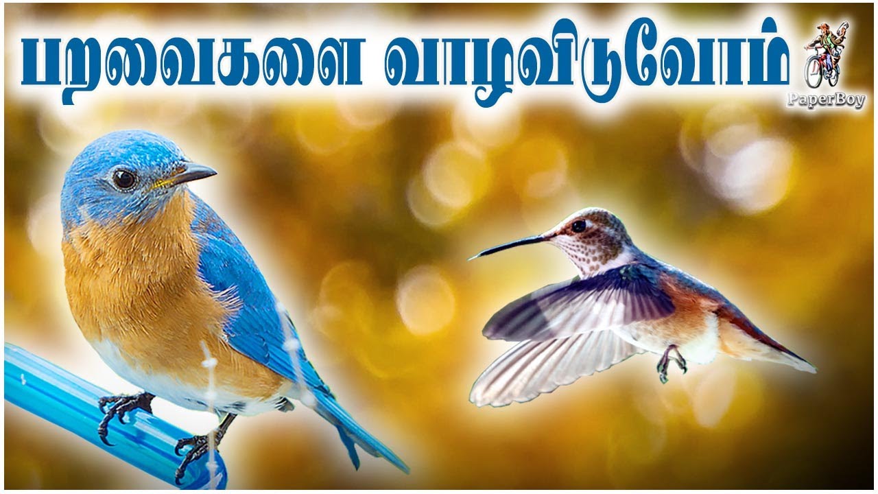 Birds-of-Paradise | Birds of Many Colours | PaperBoy 