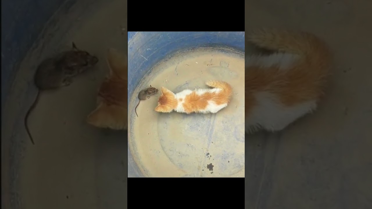 Cat vs rat funny cute fight 🤣🤣 