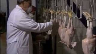 Chicken Slaughter Shops in Egypt Part 2