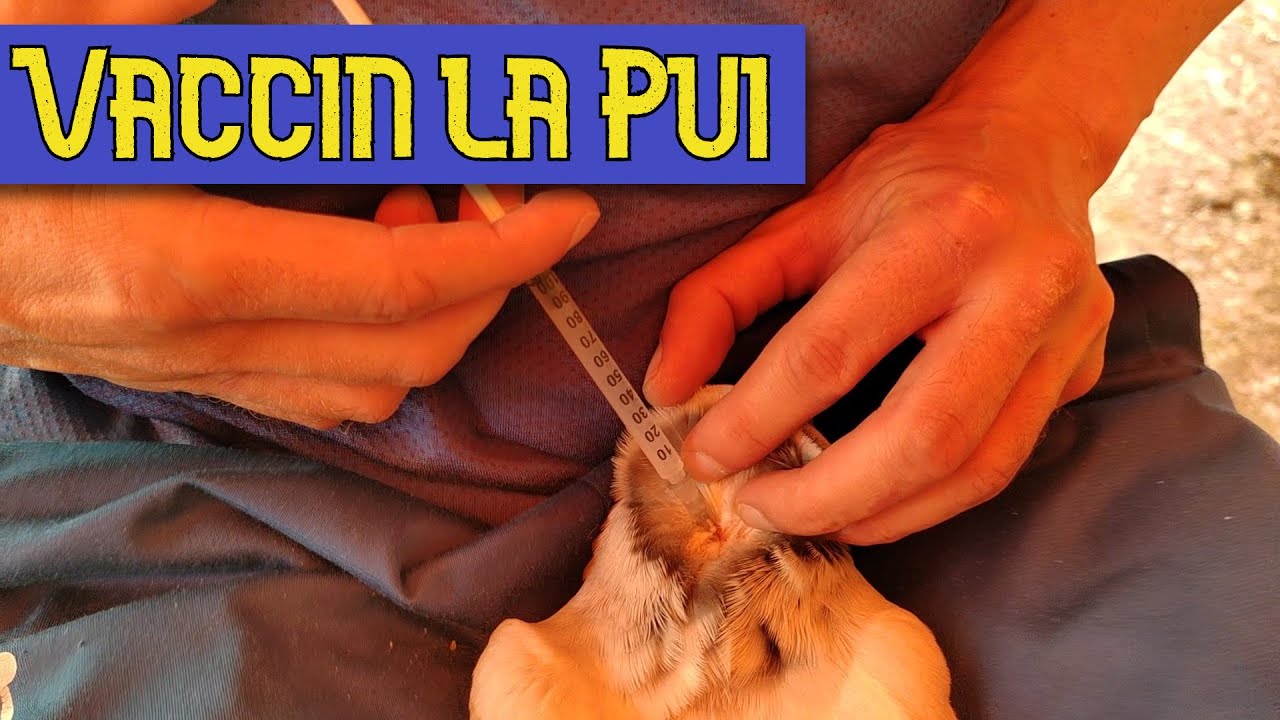 Schema mea de vaccinare la puii de porumbei