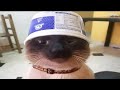 Try Not To Laugh 😂 Funniest Cat Videos Ever | Ultimate Cat Compilation 🐱💥