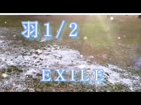 EXILE／羽1/2／歌詞入り