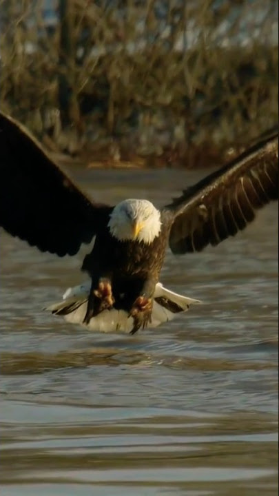 Khwab Mein Cheel Dekhne #Cheel #eagle #youtubeshorts #youtube #ytshorts #viralyoutubeshorts #shorts