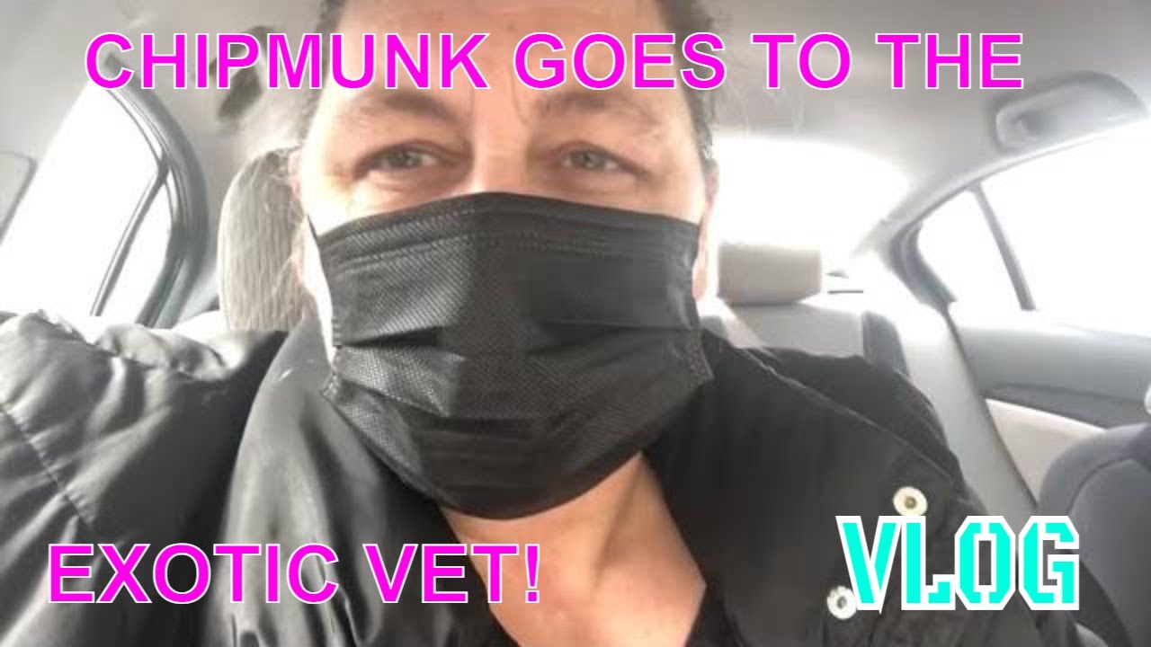 Life with chipmunks - CHIPMUNK GOES TO THE VET! Vlog 3