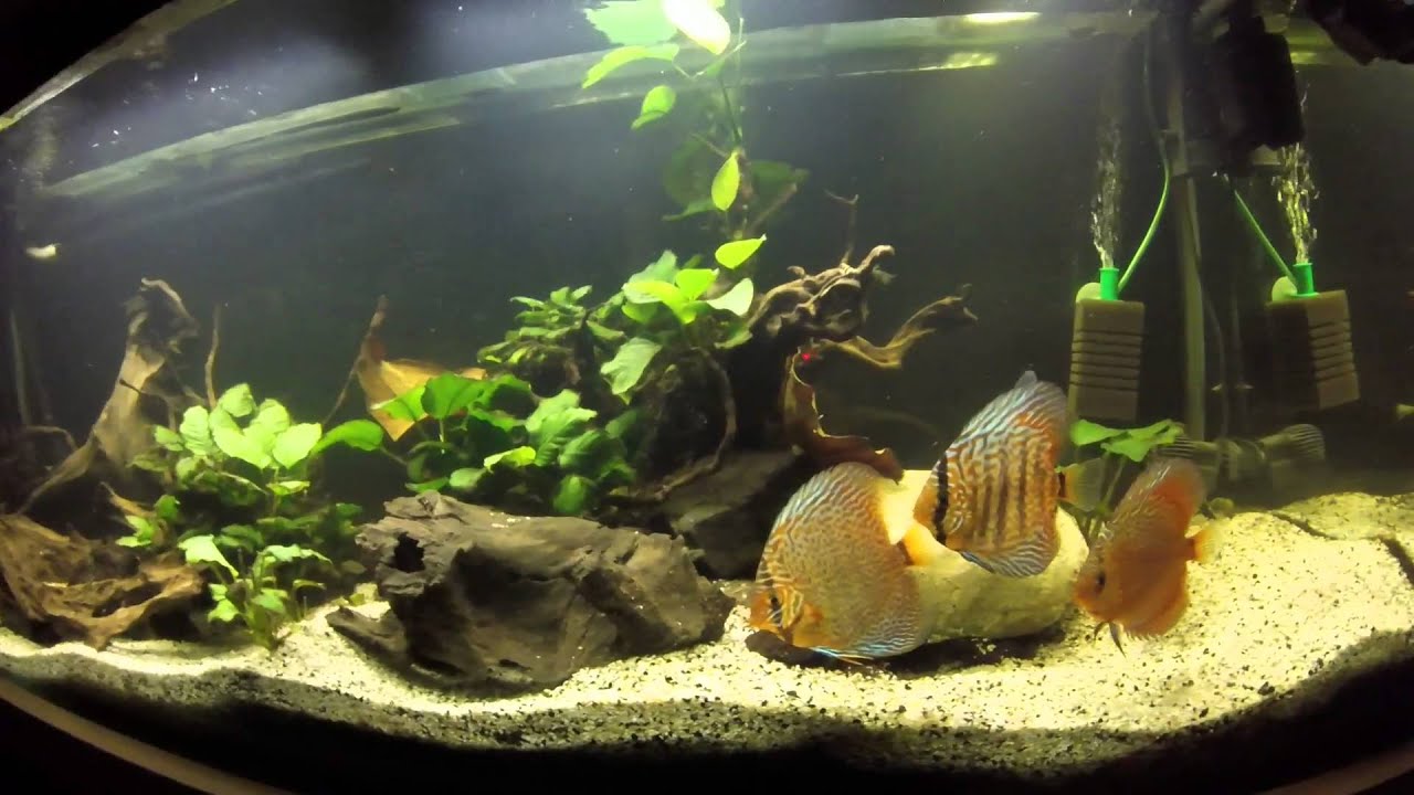 discus tank YouTube