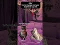 #catmemes #Relatable #relationship