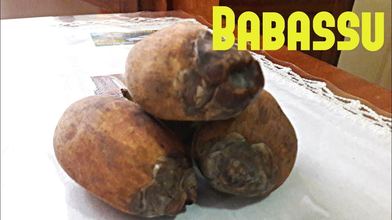 Babassu Palm Review Weird Fruit Explorer Ep. 208 YouTube