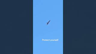 #fyp #self #protection #birdlovers #sky
