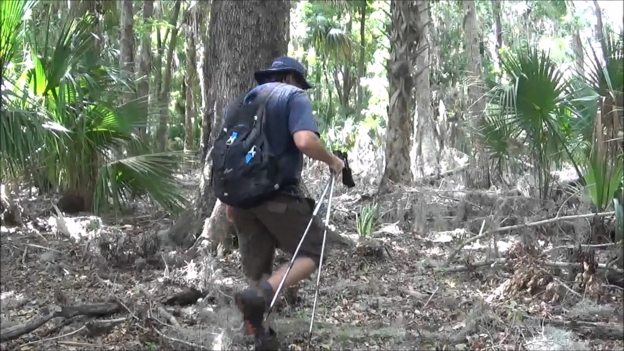 Another Mayaca Kitchen Midden at Lake George State Forest
