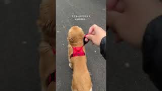 Gratitude Chest &amp; Back Leash: A Must-Have for Pet Owners