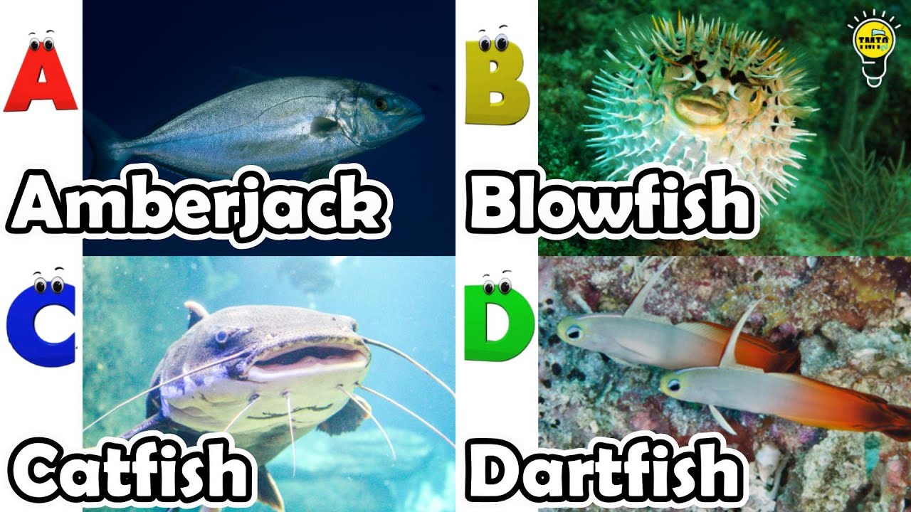 Sea animals for kids | ABC phonics animals | ABC Sea Animals song | English and Animals for Kids