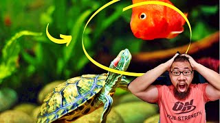 HOW TO KEEP FISH WITH TURTLES (PART 2: MUSTKNOW TIPS)