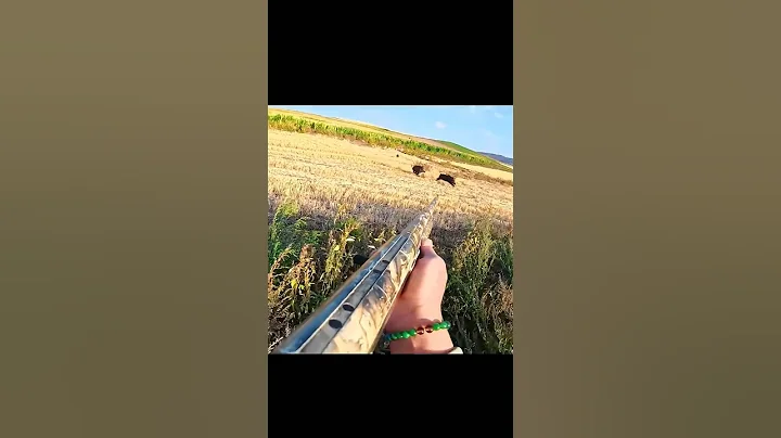 великолепный снимок дикого кабана#hunting#chase#challenge#chasse