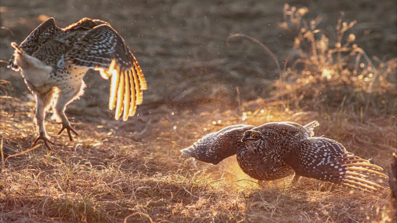 Sharp-Tailed Grouse at Lek: Last Days of April