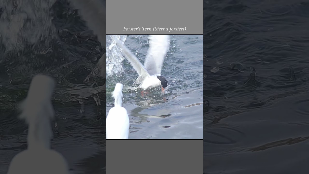 Forster's tern plunge-dives into the water and emerges with a fish