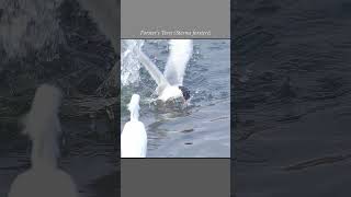 Forsters Tern Plunge-Dives Into The Water And Emerges With A Fish