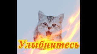 Смешное видео о животных Кошки собаки Позитив Для детей Создай себе настроение Смешное видео о животных Кошки собаки Позитив Для детей Создай себе настроение