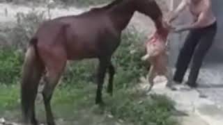 Bekor Urishdi Bruni Korila