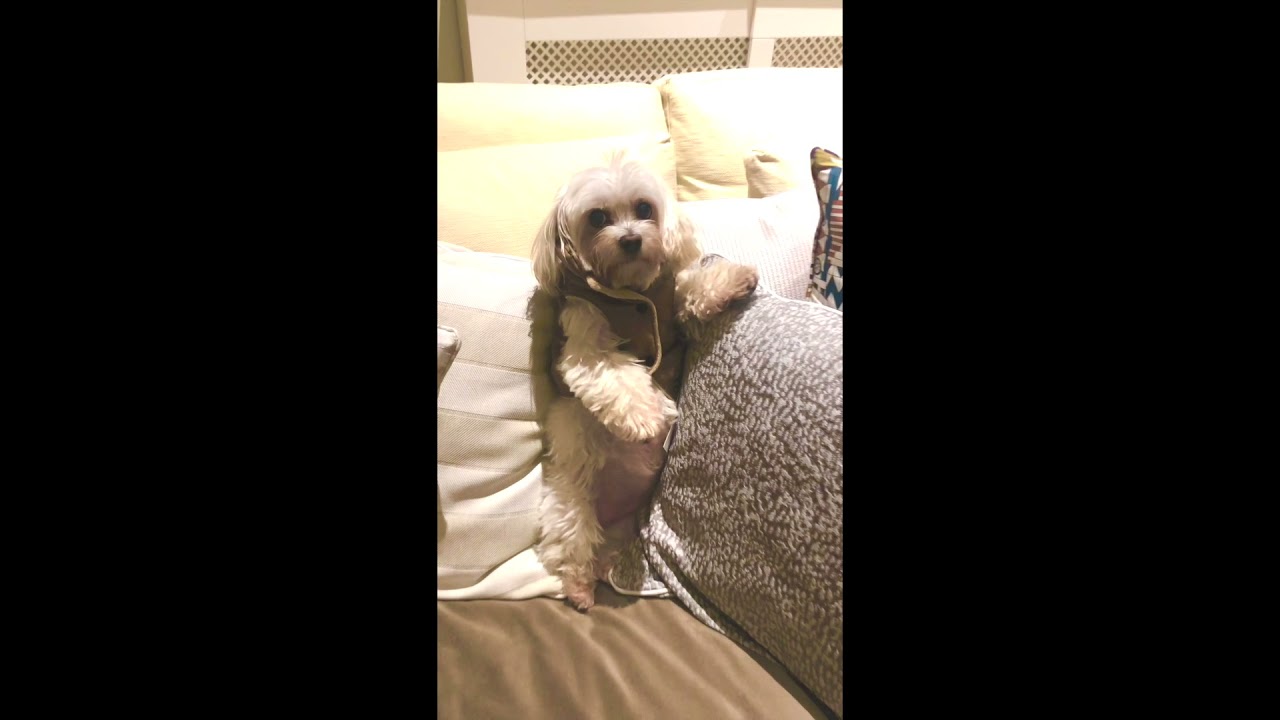 Good, Bad & the Ugly (Maltese version)