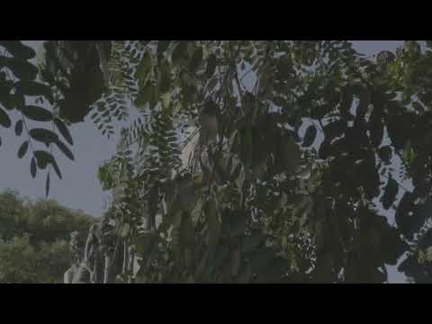 YONOSOYTUPADRE - LLAMA AL MIGUEL