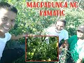Tips paano magpabunga ng Kamatis | Make your tomato bear more fruits | Umani maraming kamatis