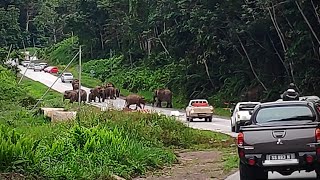 GAJAH KELUAR MENGAMOK KAMI TERSADAI DI JALAN MALIAU BASIN SABAH