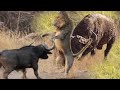 Lion  Defeated By The Strong Buffalos