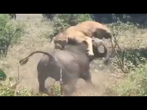 Thumbnail for Lion  Defeated By The Strong Buffalos