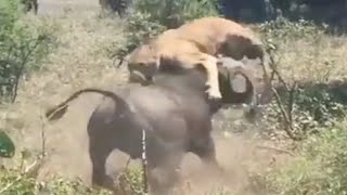 Lion  Defeated By The Strong Buffalos