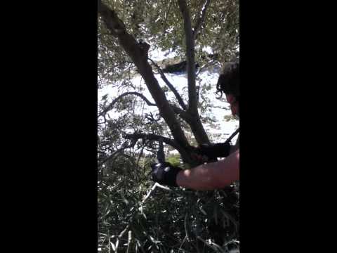 Olive tree pruning tutorial