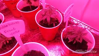 Veg and flower and giveaway update