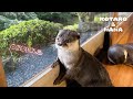 カワウソと初めての温泉旅行！ちょっと贅沢な宿にはしゃぎまくる２人　Otters First Trip to The Hot Springs