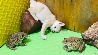 Frog frog vs baby cat funny video animals